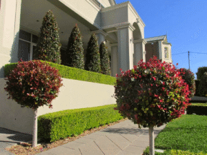 garden scaping nedlands