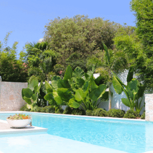 luxe pools and landscaping perth - plants (10) pool renovation